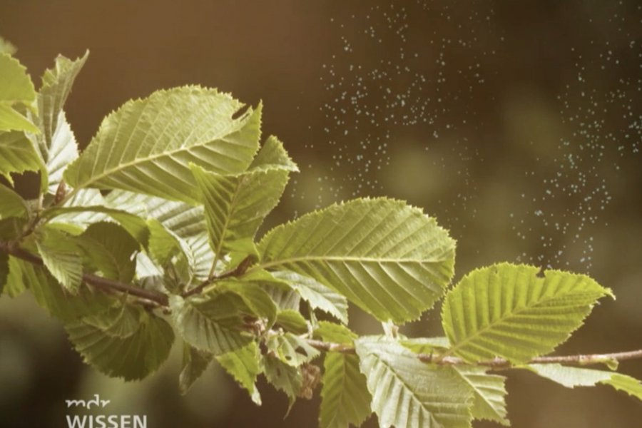 Stirbt unser Wald? Wissenschaft zwischen Baum und Borke